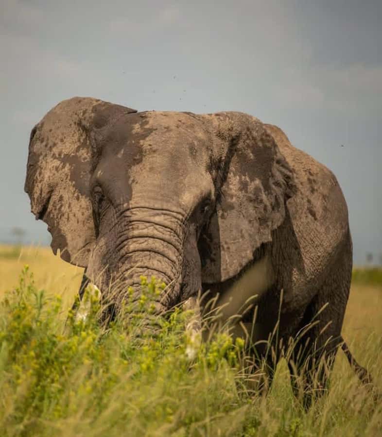 Nairobi: 3-Day Amboseli National Park Shared Safari Package - Key points to know before booking