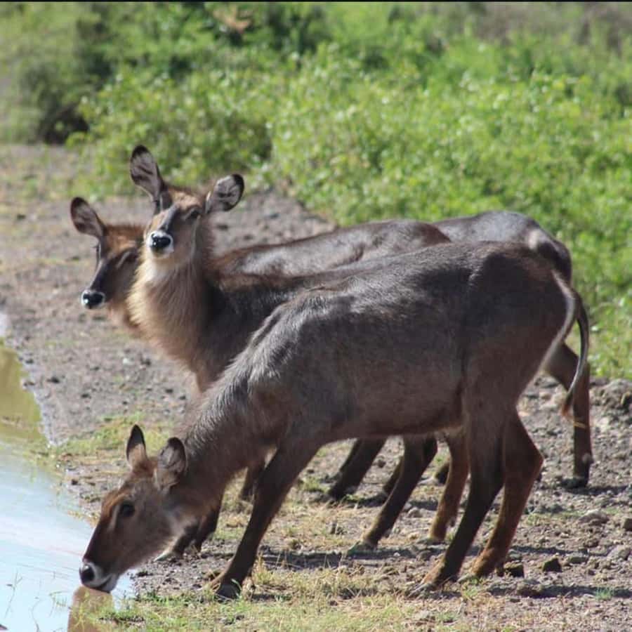 Nairobi: 3-Day Amboseli National Park Shared Safari Package - Nyati Safari Camp: convenient, but keep expectations practical
