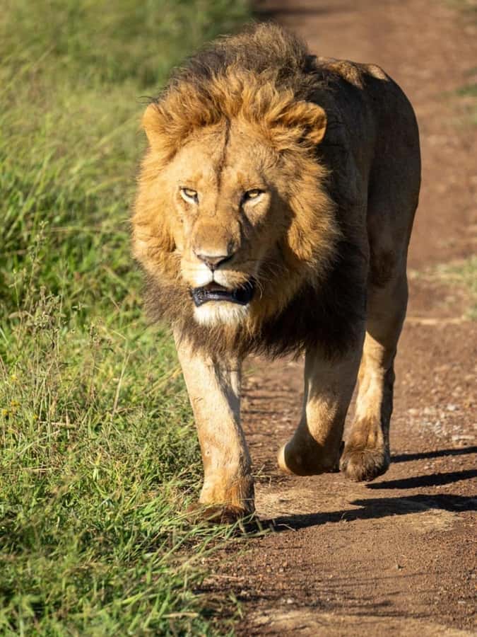 Nairobi: 3-Day Amboseli National Park Shared Safari Package - Day 1: Nairobi departure at 2:30 p.m.