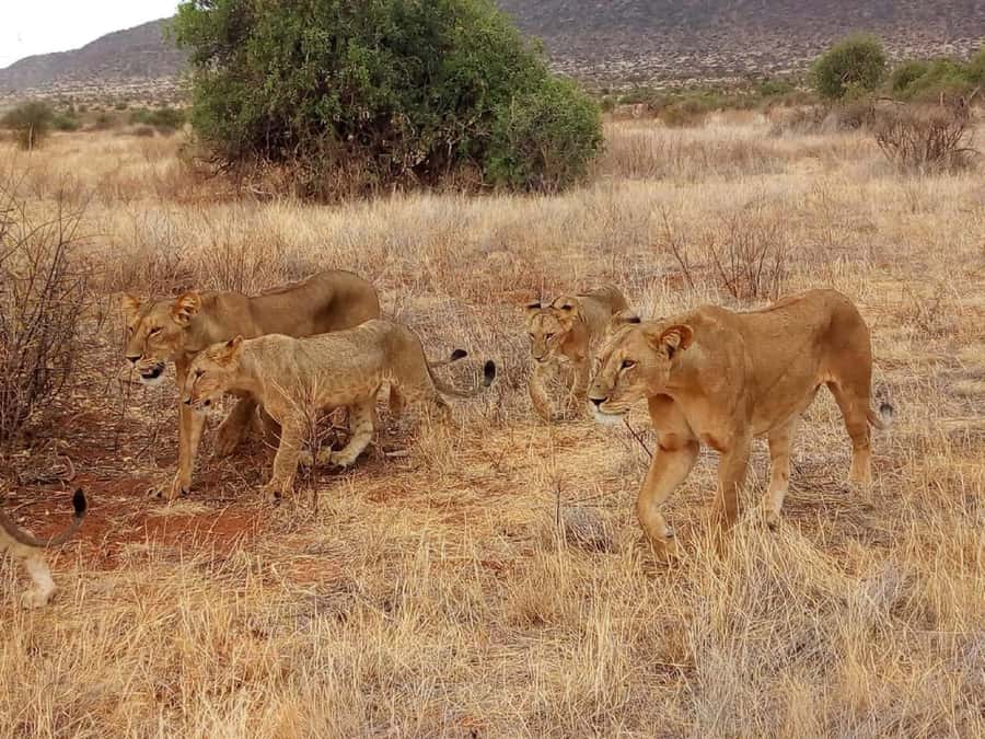 Nairobi: 3-Day Maasai Mara Safari - Who should book this three-day safari?