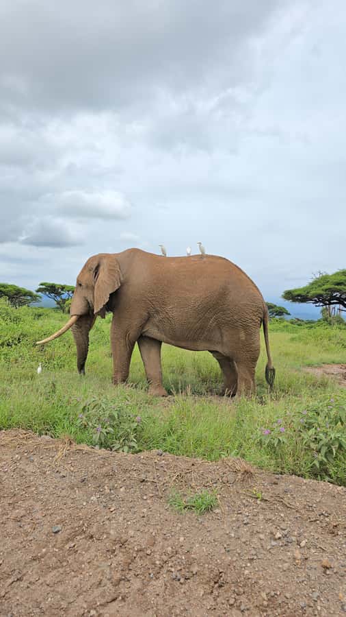 Nairobi: 3-Days 2-Nights Maasai Mara Group Safari in 4x4 - Day three: a slower morning and optional Maasai culture