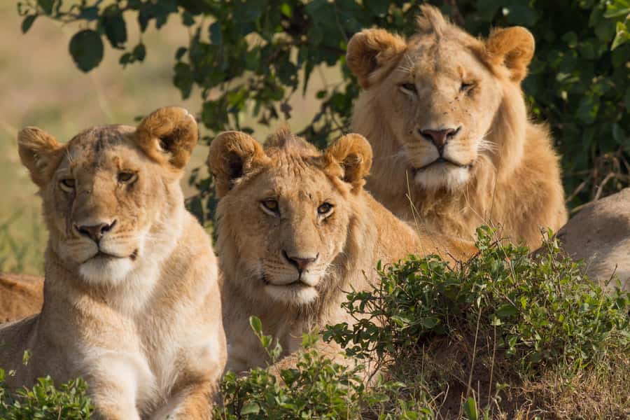 Nairobi: 3-Days 2-Nights Maasai Mara Group Safari in 4x4 - Is $240 good value?