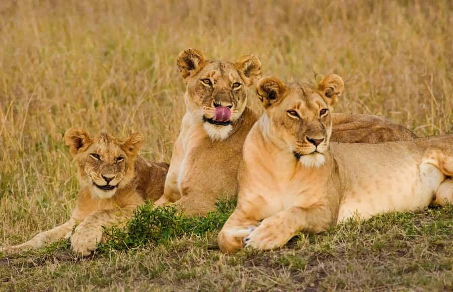Nairobi: 3-Days 2-Nights Maasai Mara Group Safari in 4x4 - Who should book this safari?