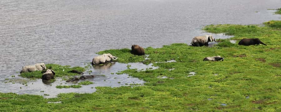Nairobi: 4-Day Amboseli, Tsavo West & East Guided Safari - Day one: Nairobi to Amboseli’s elephant country