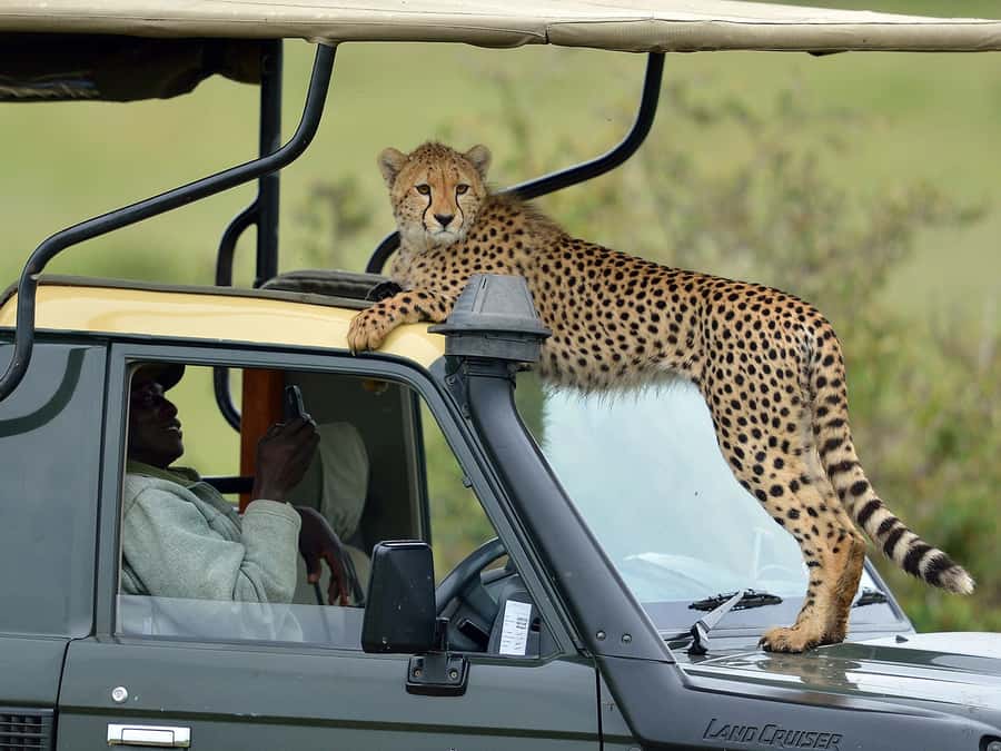 Nairobi: 4-Day Maasai Mara & Lake Nakuru Camping Safari - Five things to know before booking