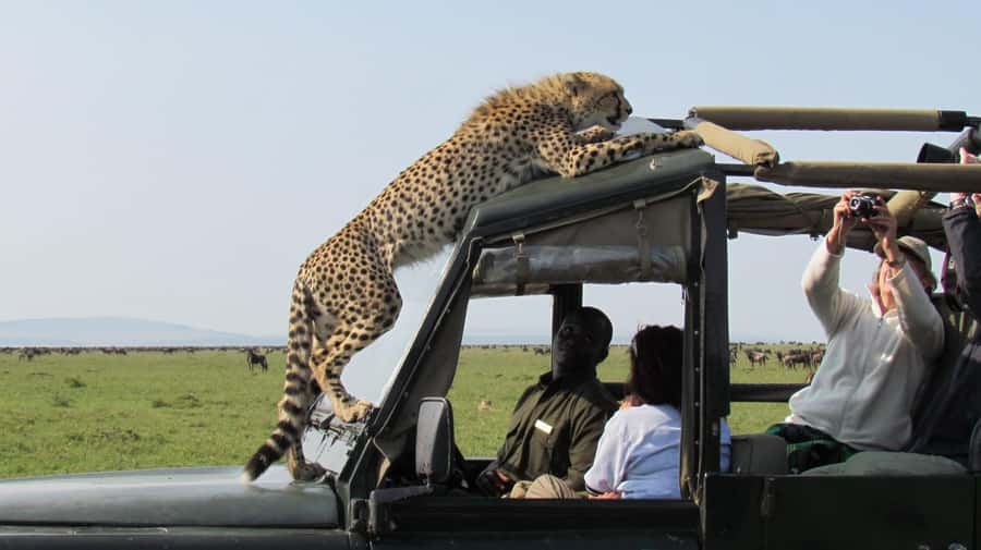 Nairobi: 4-Day Maasai Mara & Lake Nakuru Camping Safari - Day four: rhinos, flamingos, and the return to Nairobi