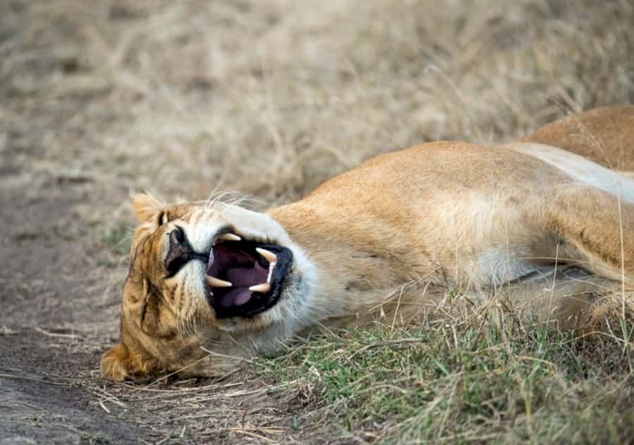 Nairobi: 4 Day Masai Mara and Lake Nakuru Camping Safari - Five details that shape the experience