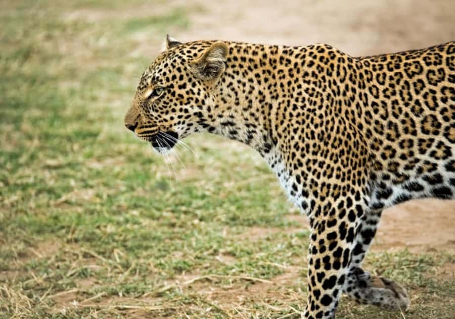 Nairobi: 4 Day Masai Mara and Lake Nakuru Camping Safari - What the $360 safari price really covers