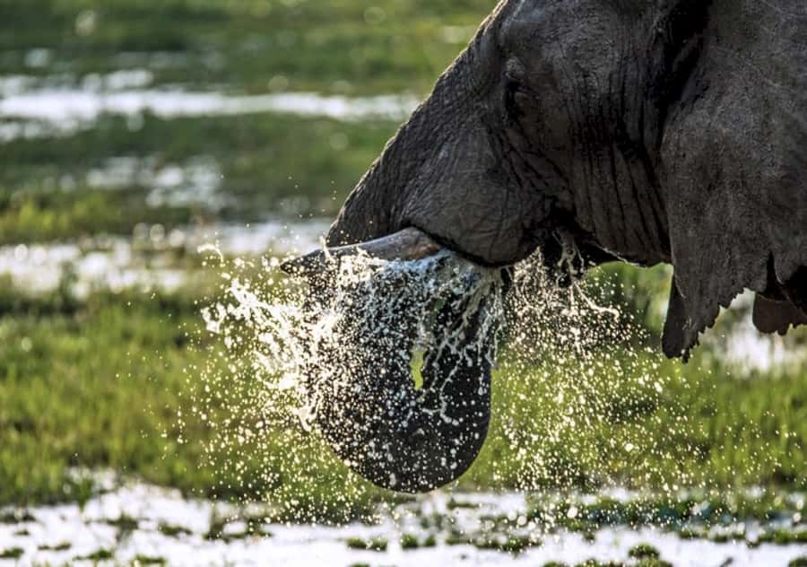 Nairobi: 4 Day Masai Mara and Lake Nakuru Camping Safari - Day two: A full day among Mara predators