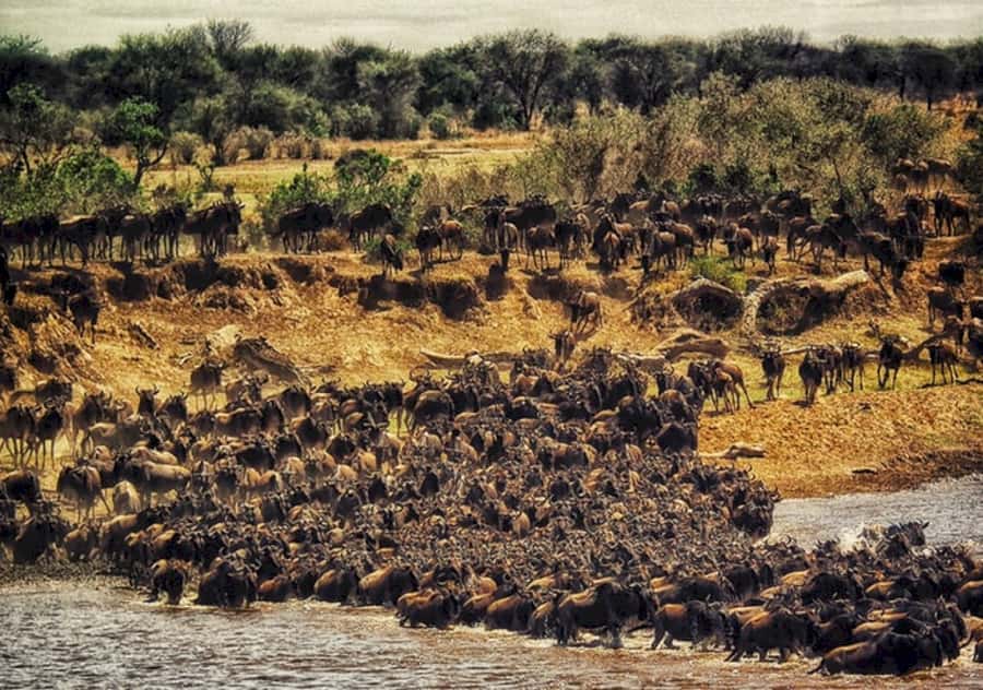 Nairobi: 4 Day Masai Mara and Lake Nakuru Camping Safari - Who will get the most from this safari