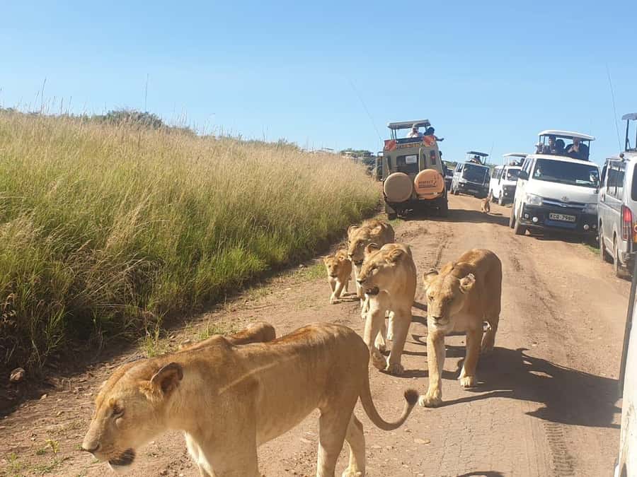 Nairobi: 4 Day Masai Mara and Lake Nakuru Camping Safari - Day one: Nairobi, the Great Rift Valley, and the Mara