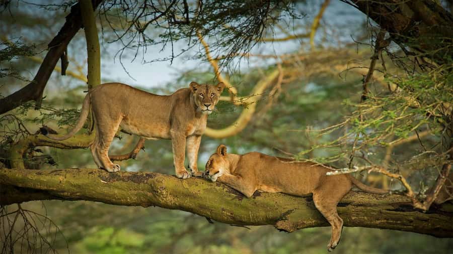 Nairobi: 4 Days Masai Mara & Lake Nakuru 4WD Camping Safari - Key points to know before booking
