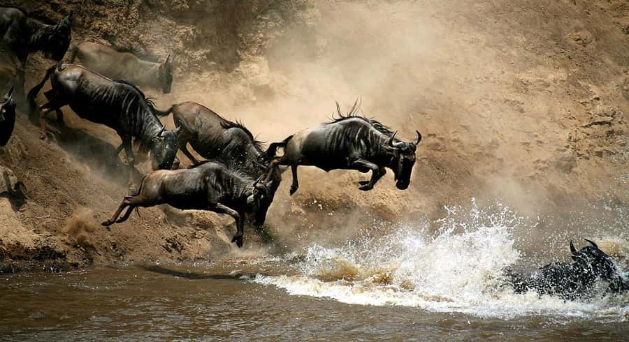Nairobi: 4 Days Masai Mara & Lake Nakuru 4WD Camping Safari - The real price of this four-day Kenya safari