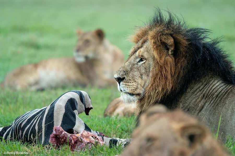 Nairobi: 4 Days Masai Mara & Lake Nakuru 4WD Camping Safari - Day 1: Rift Valley views and the first Masai Mara drive