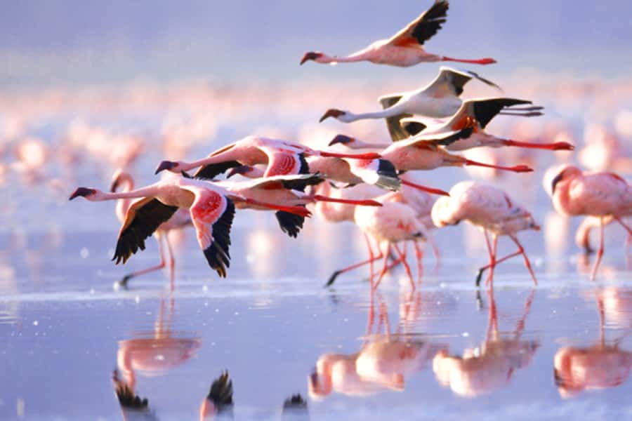 Nairobi: 5 Days Maasai Mara, Nakuru & Naivasha Tour - Why this five-day route works
