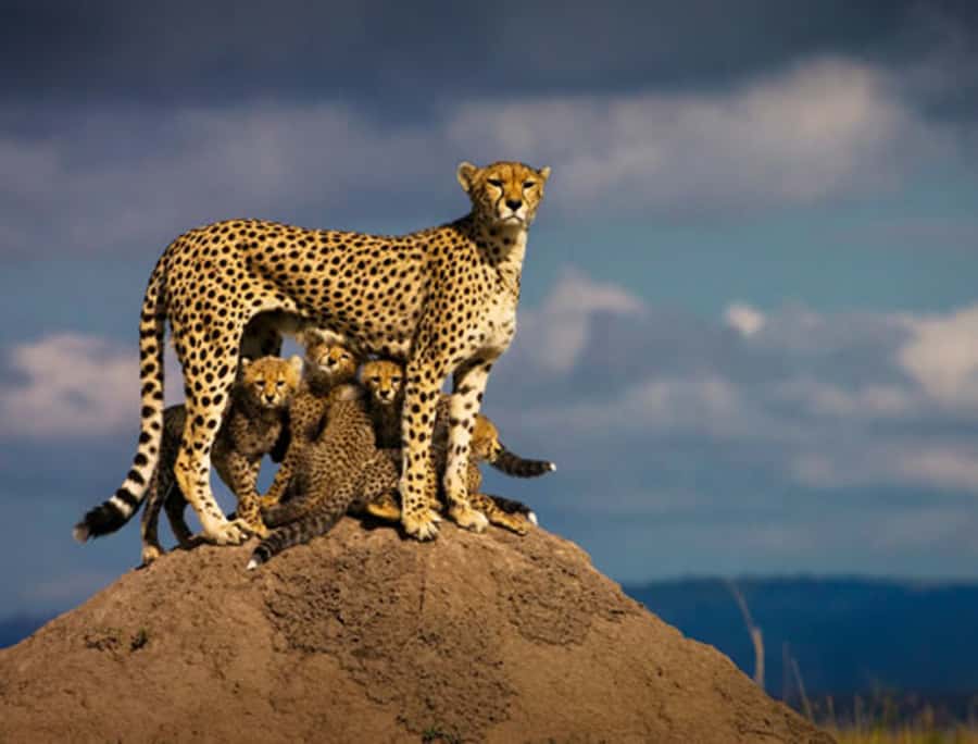 Nairobi: 5 Days Maasai Mara, Nakuru & Naivasha Tour - Day 2: A full Maasai Mara game-drive day