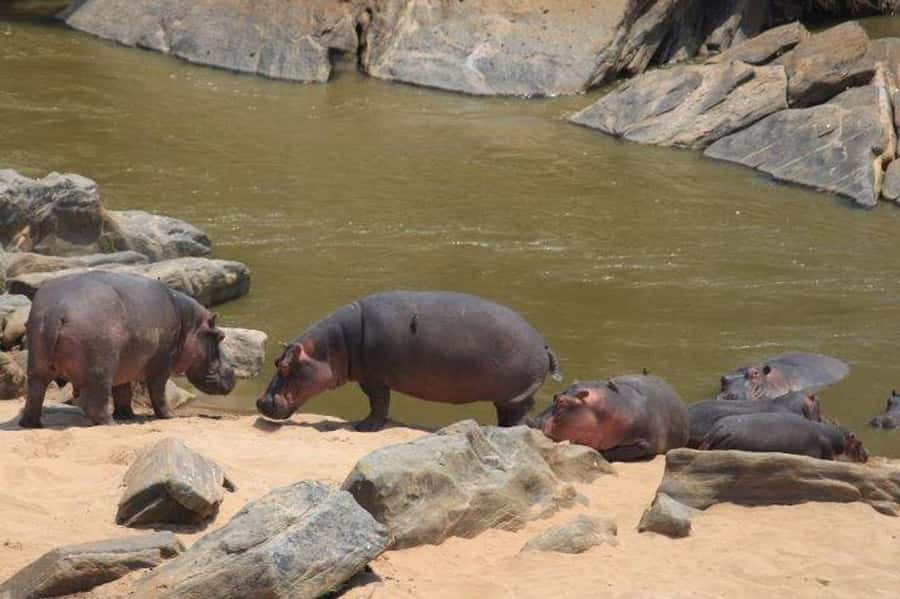 Nairobi: 5 Days Maasai Mara, Nakuru & Naivasha Tour - Day 5: Hell’s Gate before Nairobi