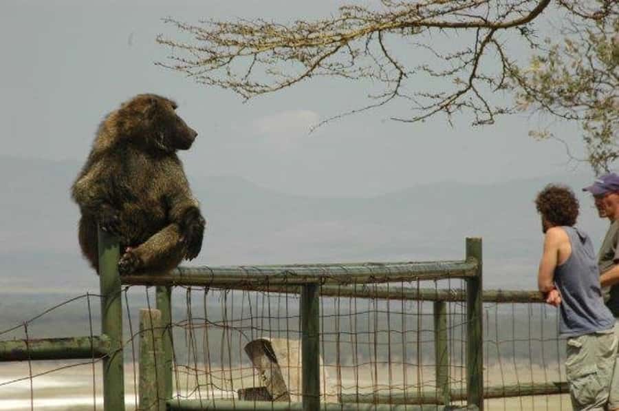 Nairobi: 5 Days Maasai Mara, Nakuru & Naivasha Tour - Vehicles, guides, and the daily pace