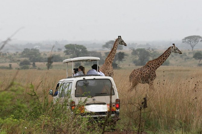 Nairobi Airport Layover Half Day Tour Nairobi National Park - Why Nairobi National Park Works for a Layover