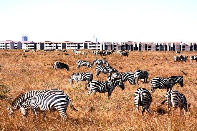 Nairobi Airport Layover Half Day Tour Nairobi National Park - The Four-Hour Game Drive
