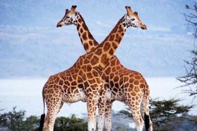 Nairobi Airport Layover Half Day Tour Nairobi National Park