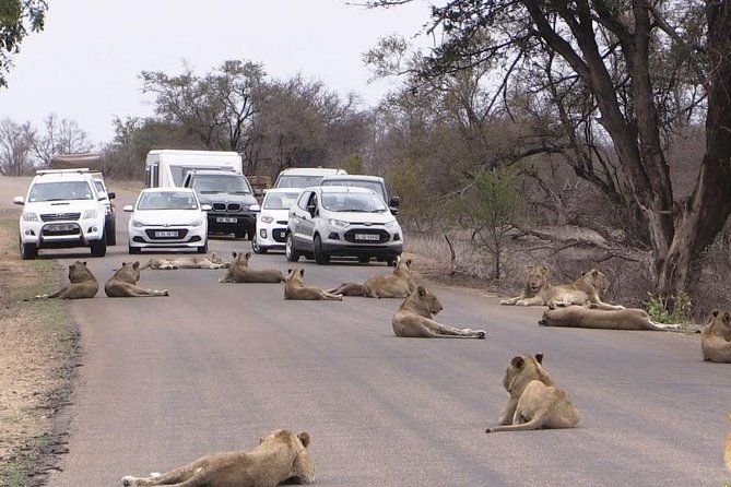 Nairobi Airport Layover Half Day Tour Nairobi National Park - What the Wildlife Experience May Feel Like