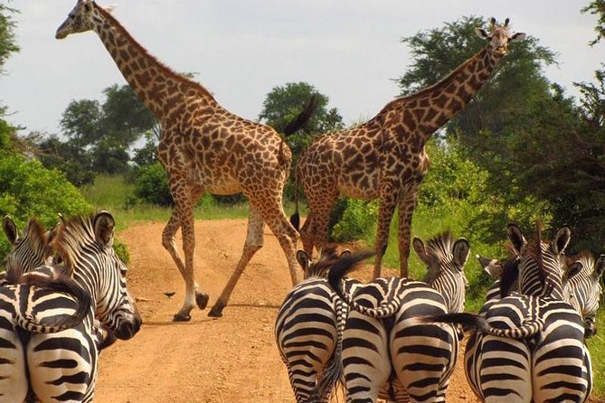 Nairobi Airport Layover Half Day Tour Nairobi National Park - Timing Your Layover Without Panic
