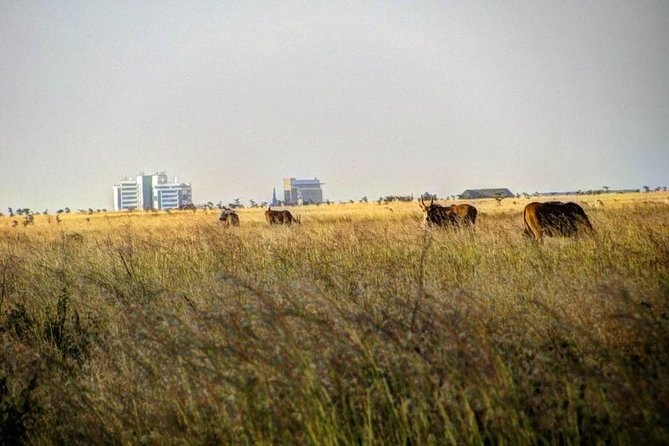 Nairobi Airport Layover Half Day Tour Nairobi National Park - Group Size and Comfort