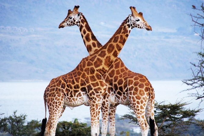 Nairobi Airport Layover Half Day Tour Nairobi National Park - Meeting Your Driver at Nairobi Airport