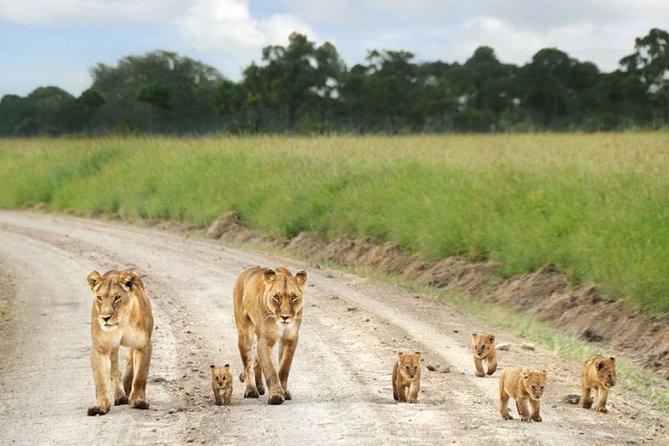Nairobi Airport Layover Half Day Tour to Nairobi National Park - Why Nairobi National Park works for a layover