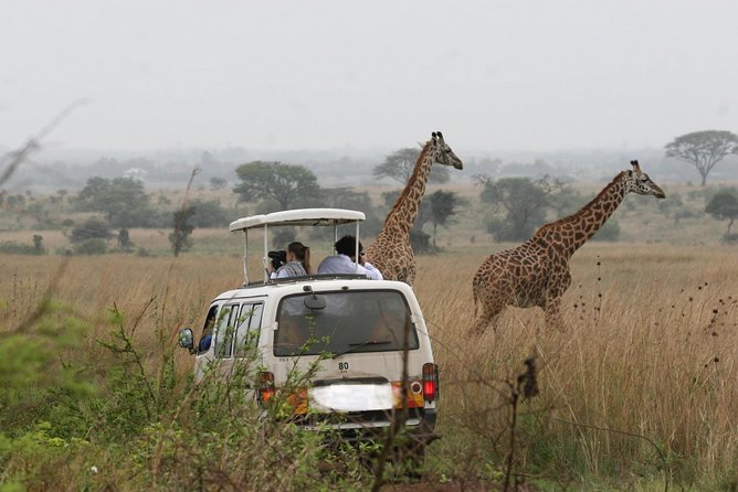 Nairobi Airport Layover Half Day Tour to Nairobi National Park - What you can see during the four-hour game drive