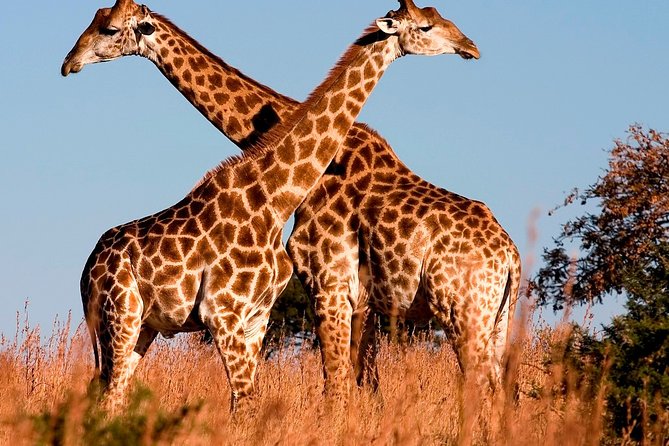 Nairobi Airport Layover Half Day Tour to Nairobi National Park - Who will get the most from this tour