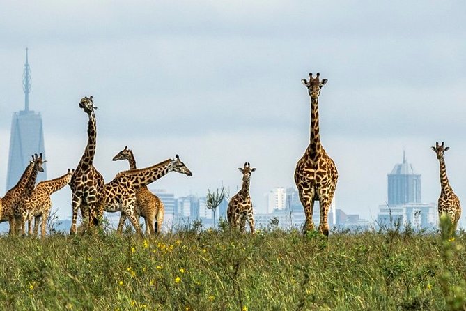 Nairobi Airport Layover Half Day Tour to Nairobi National Park - Practical details that can make the day easier