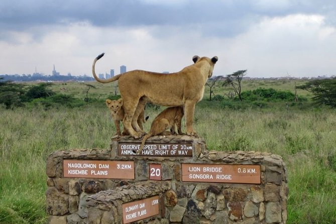 Nairobi Airport Layover Half Day Tour to Nairobi National Park - Airport pickup and the six-hour schedule