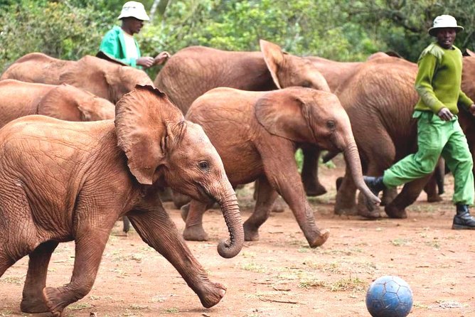Nairobi Airport Layover : Tour Elephant Orphanage and Giraffe Center - Why this Nairobi layover works