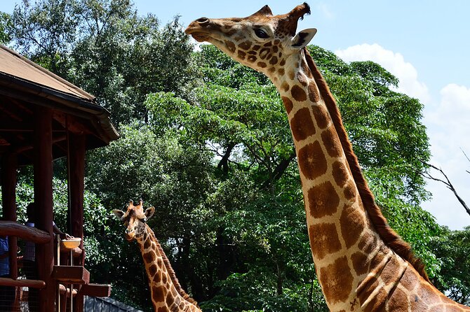 Nairobi Airport Layover : Tour Elephant Orphanage and Giraffe Center - The Sheldrick Wildlife Trust from 11 a.m. to noon