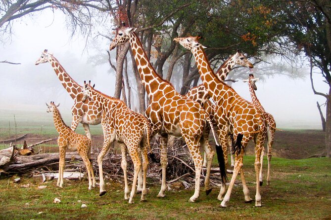 Nairobi Airport Layover : Tour Elephant Orphanage and Giraffe Center - A private vehicle is the practical advantage