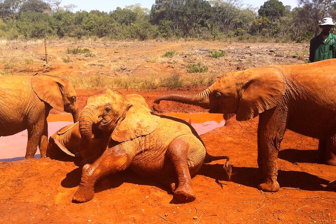 Nairobi Airport Layover : Tour Elephant Orphanage and Giraffe Center - Is $95 a fair price?