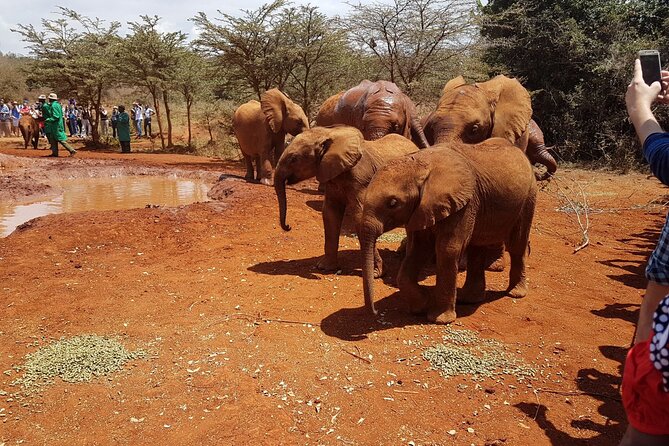 Nairobi Airport Layover : Tour Elephant Orphanage and Giraffe Center - What to know before leaving the airport