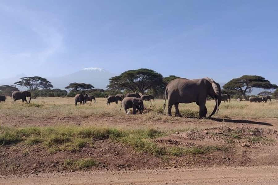 Nairobi: Amboseli National Park Day Trip - Entering Amboseli With Kilimanjaro on the Horizon