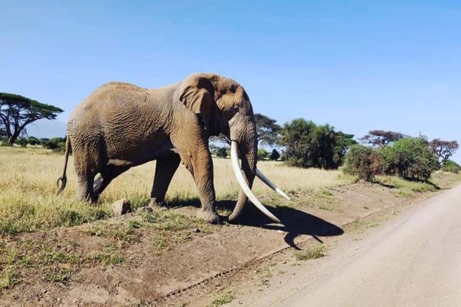 Nairobi: Amboseli National Park Day Trip - Meeting Maasai Families Before Returning to Nairobi