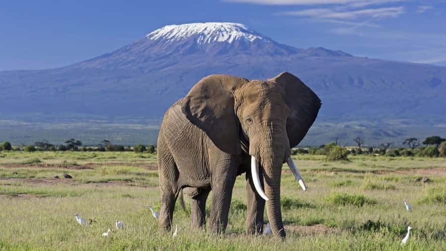 Nairobi: Amboseli National Park Day Trip with Masai Village - Birdlife around Amboseli’s swamps