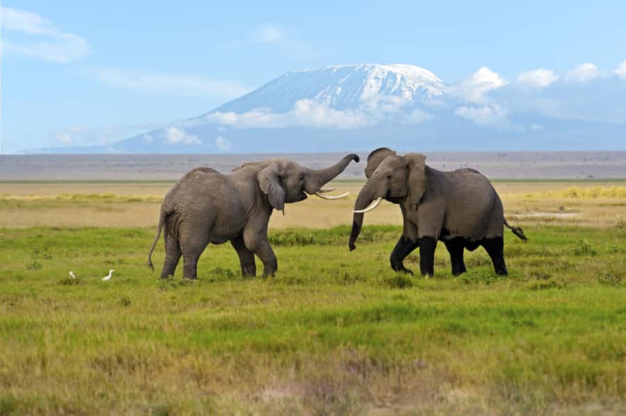 Nairobi: Amboseli National Park Day Trip with Masai Village - Lunch at Oltukai Lodge or a picnic at Observation Hill
