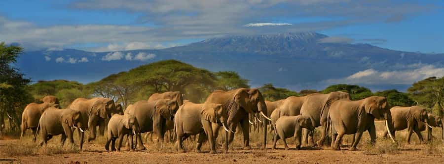 Nairobi: Amboseli National Park Day Trip with Masai Village - The optional Maasai village visit
