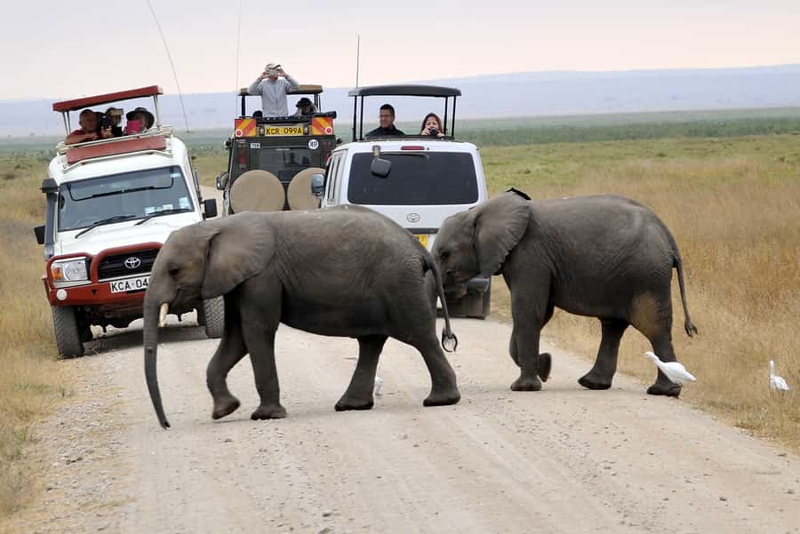 Nairobi: Amboseli National Park Day Trip with Masai Village - The shorter afternoon game drive