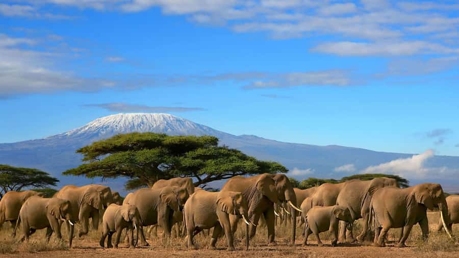 Nairobi: Amboseli National Park Day Trip with Masai Village - What $190 really buys you