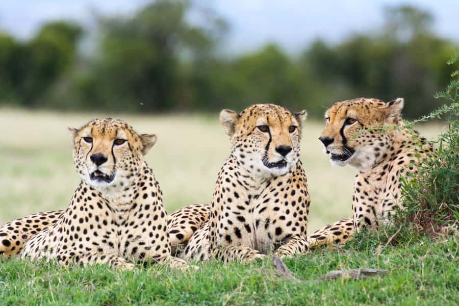 Nairobi: Amboseli National Park Tour & Maasai Village Visit - Lunch at Ol Tukai Lodge