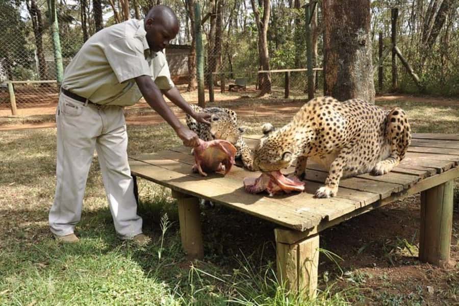 Nairobi Animal Orphanage, Safari Walk, Giraffe Ctr & Bomas - Nairobi Safari Walk: a compact lesson in Kenya’s wildlife