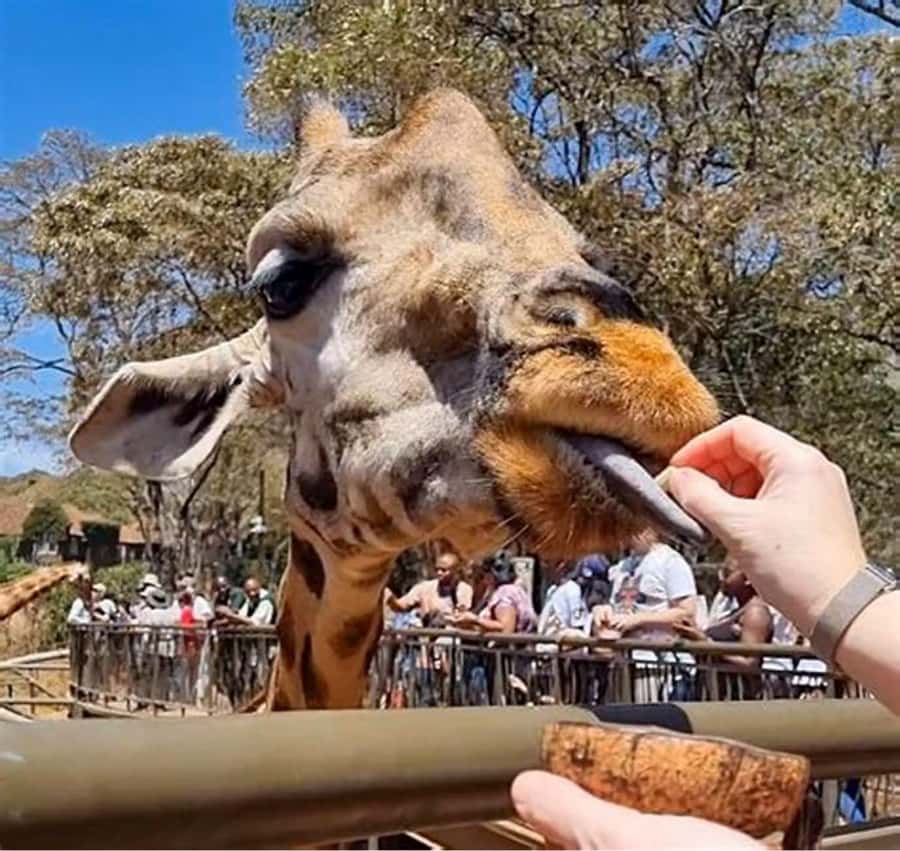 Nairobi Animal Orphanage, Safari Walk, Giraffe Ctr & Bomas - What makes the boardwalk experience worthwhile