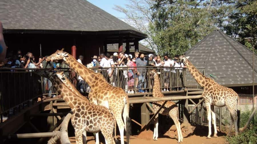 Nairobi Animal Orphanage, Safari Walk, Giraffe Ctr & Bomas - Hand-feeding giraffes: the memorable part